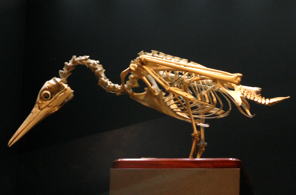 the gannet