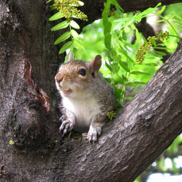 nutz