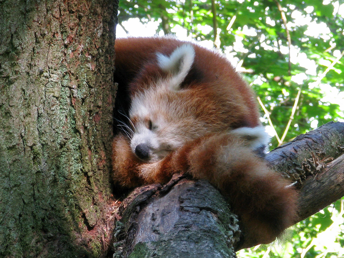 lesser panda