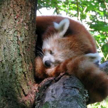 lesser panda