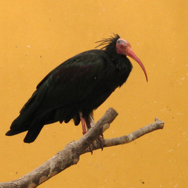 ibis