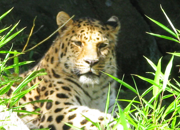 big kitty