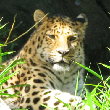 big kitty
