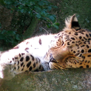 another big kitty