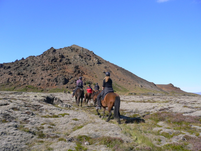 horses