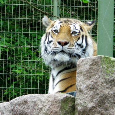 big kitty
