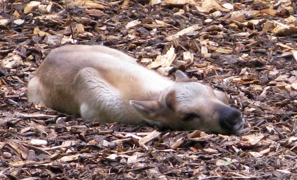 reindeer calf