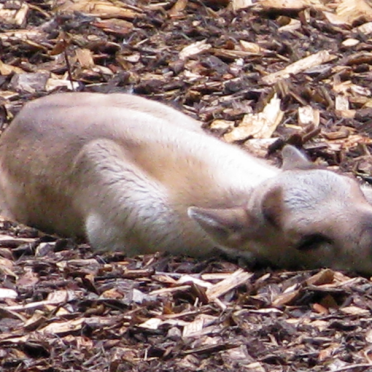 reindeer calf