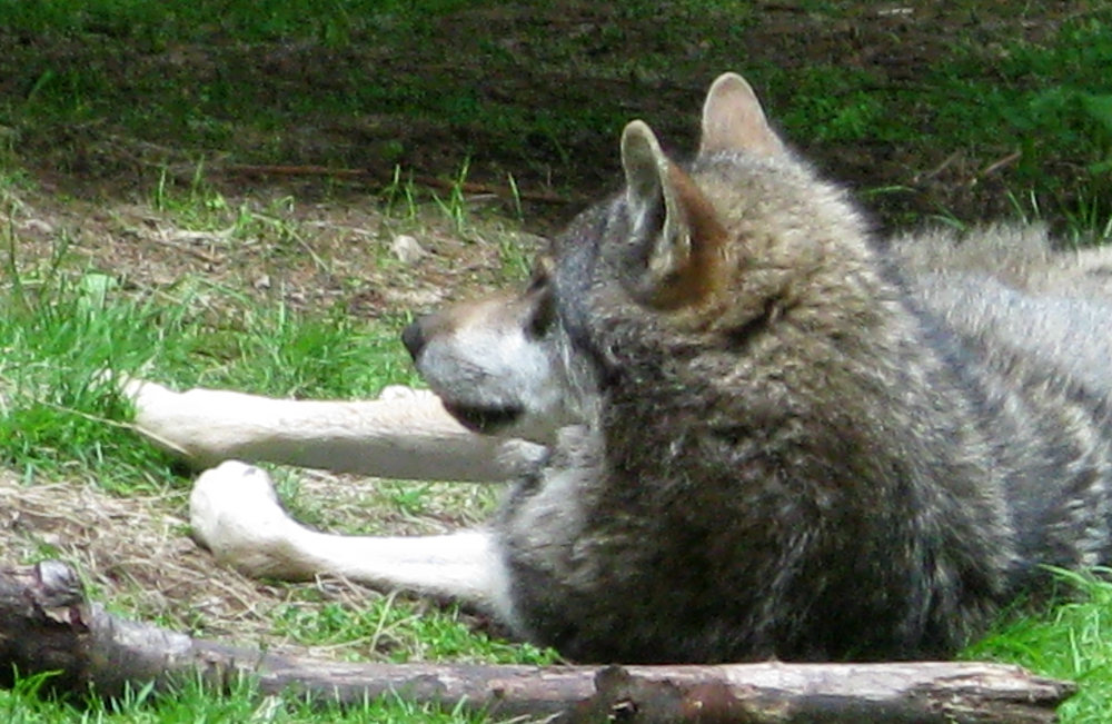 wolf