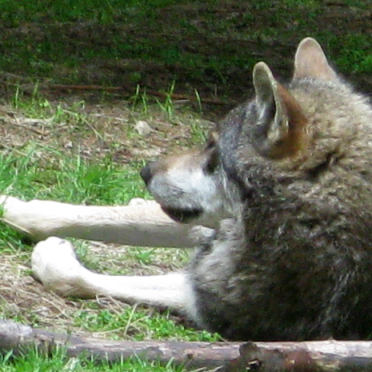wolf