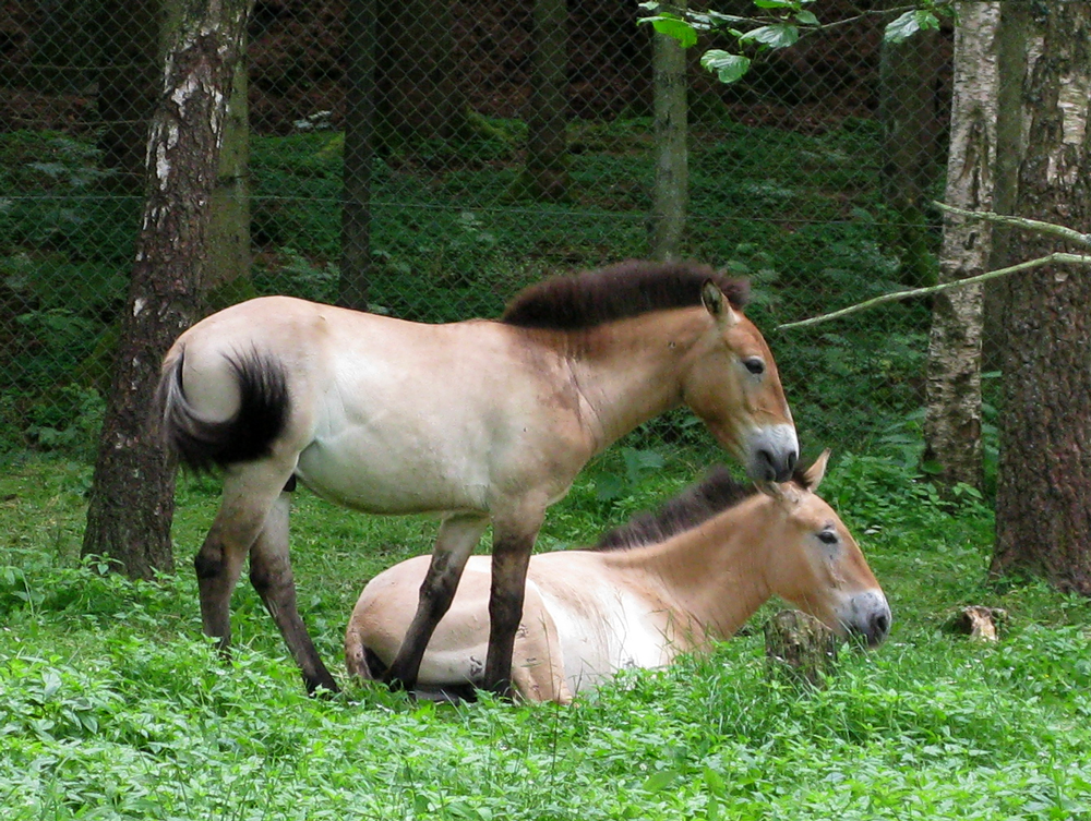 przewalski 