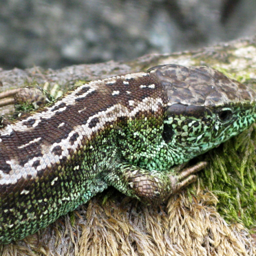 sand lizard