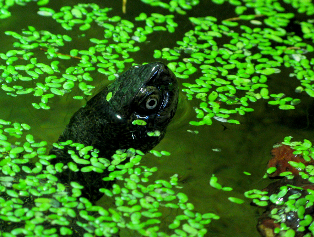 turtle