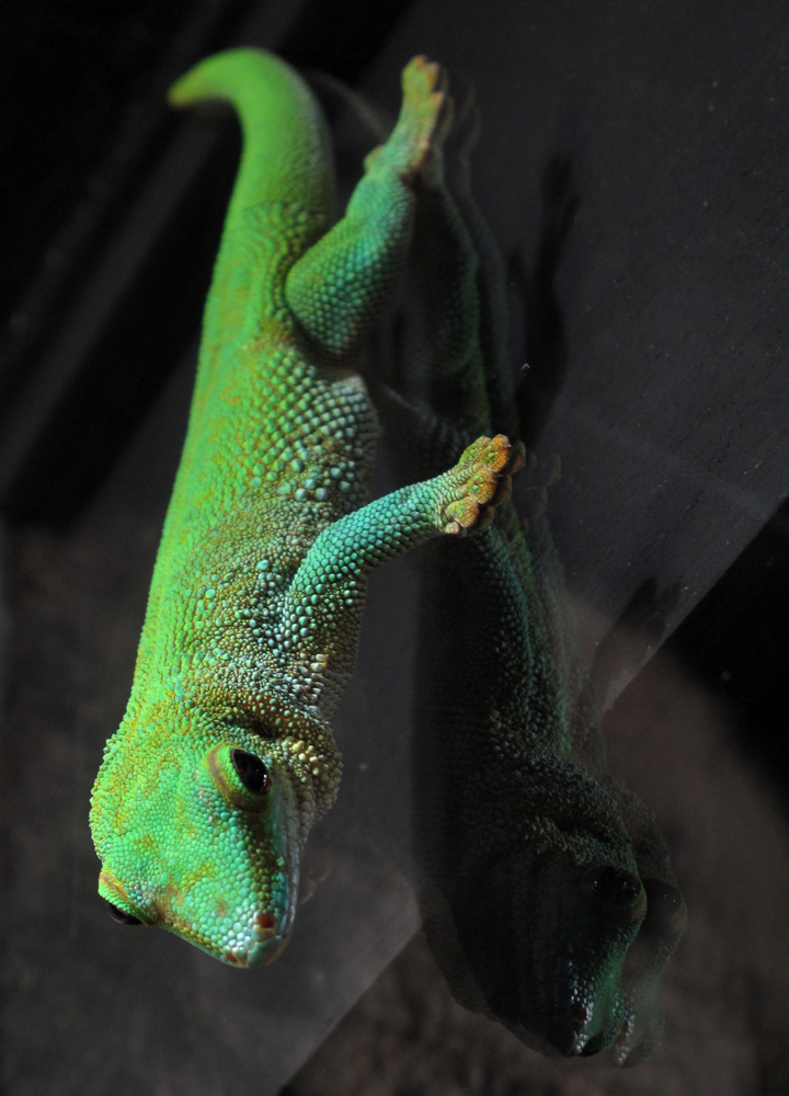 gecko