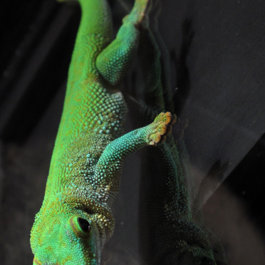gecko