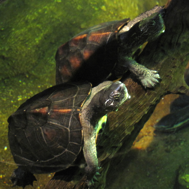 turtles  -