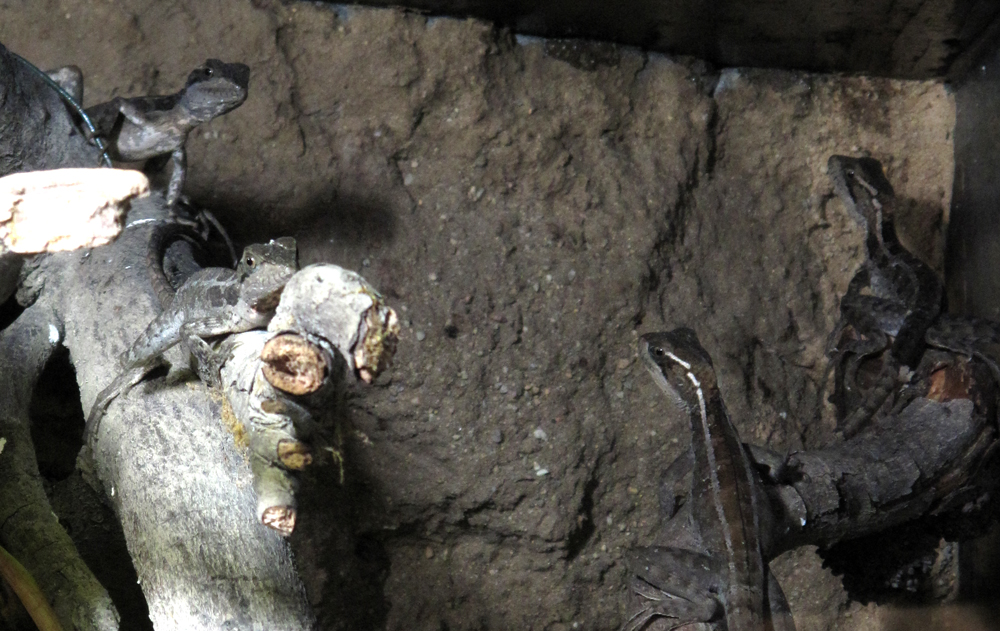 lizards