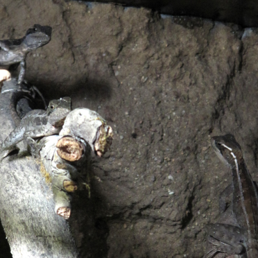 lizards