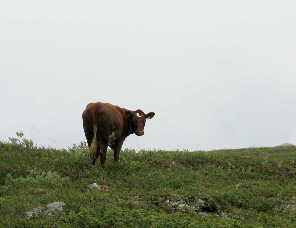 cow
