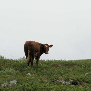 cow
