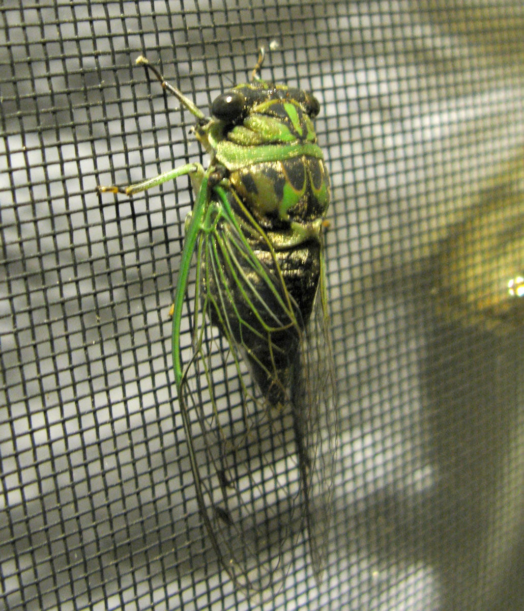 cicada