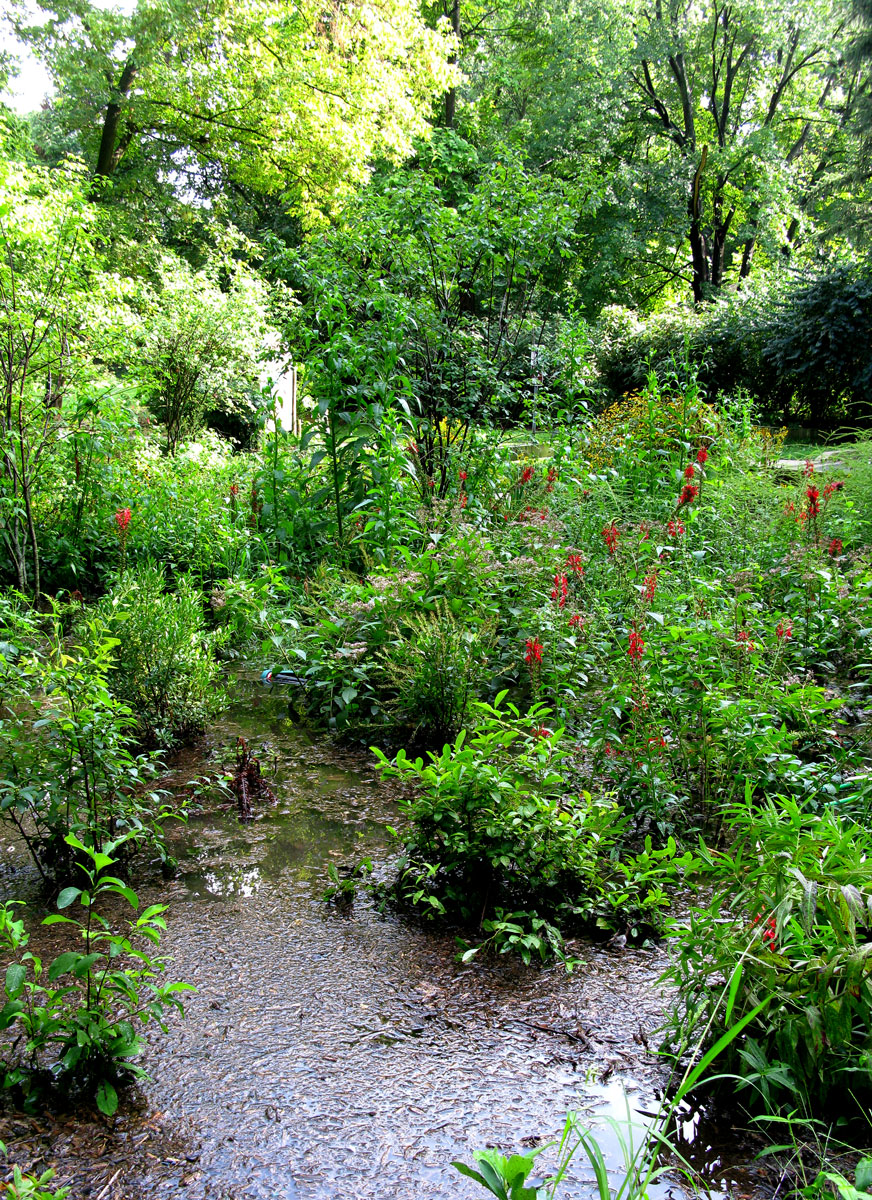 rain garden 