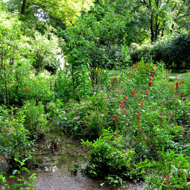 rain garden 