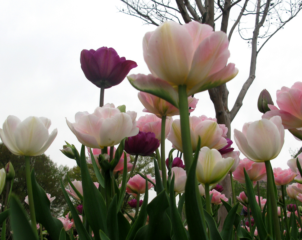 tulips