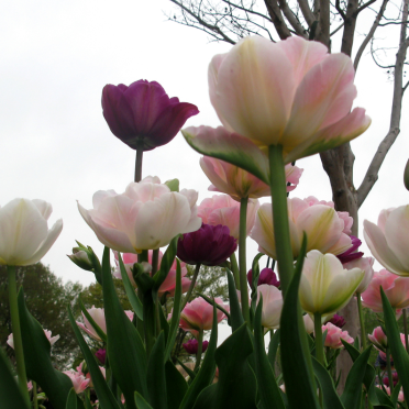 tulips