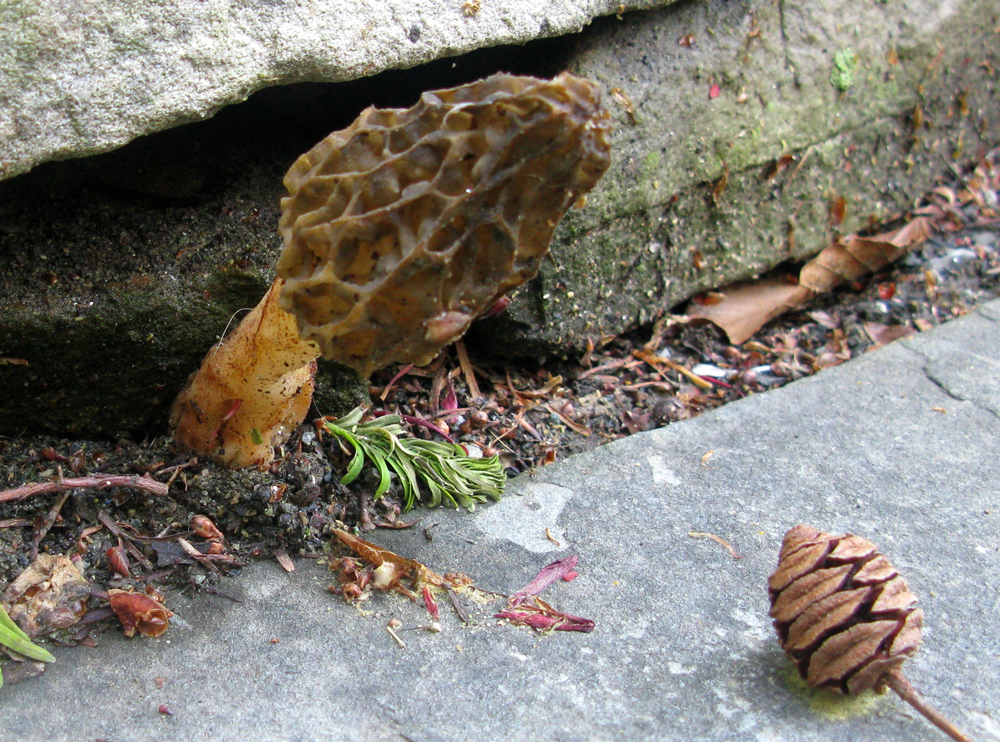 shroom