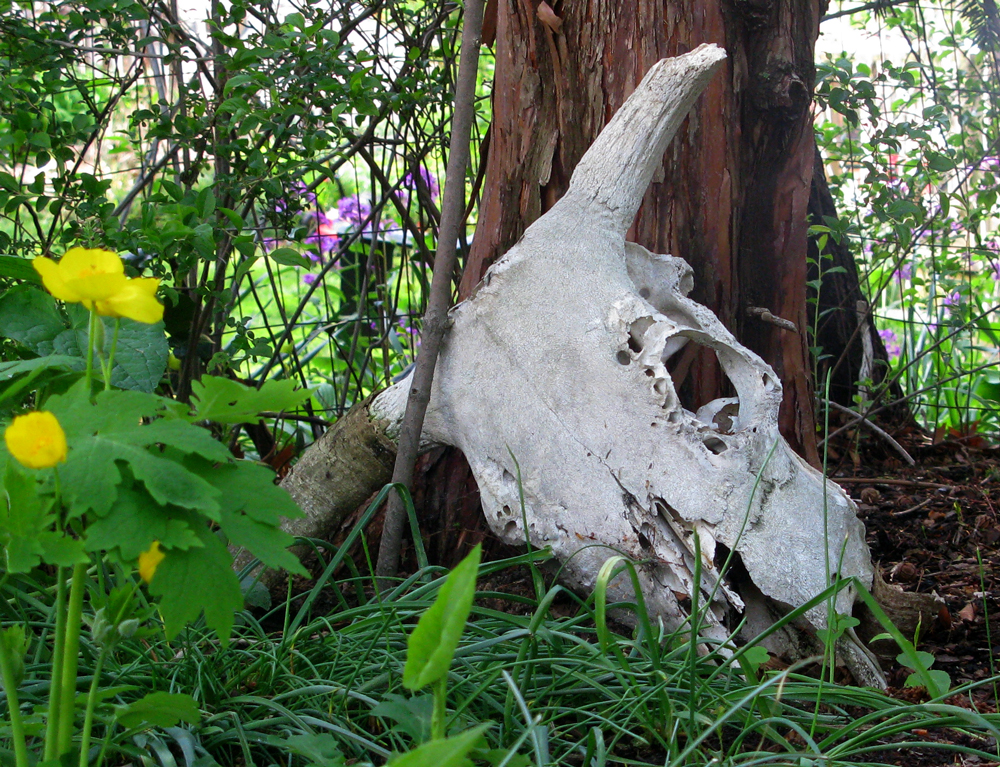 scull