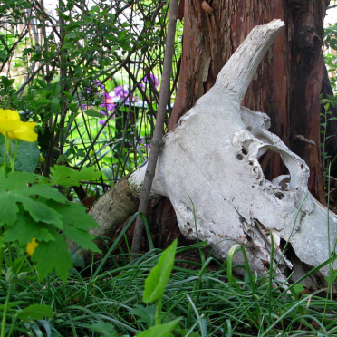 scull