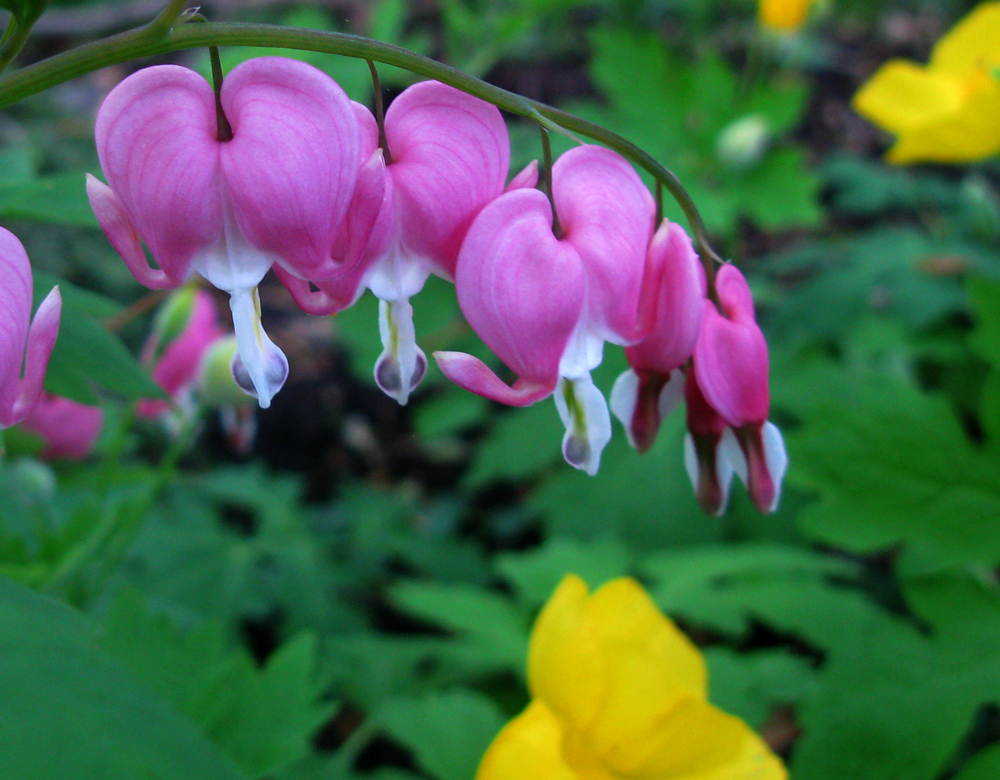 bleeding hearts