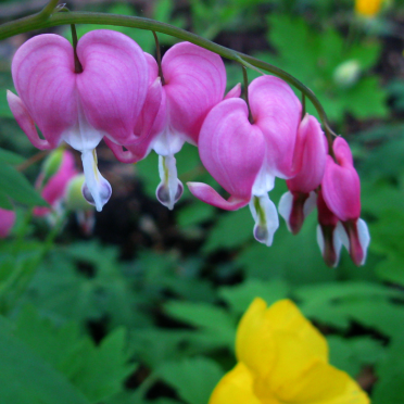bleeding hearts