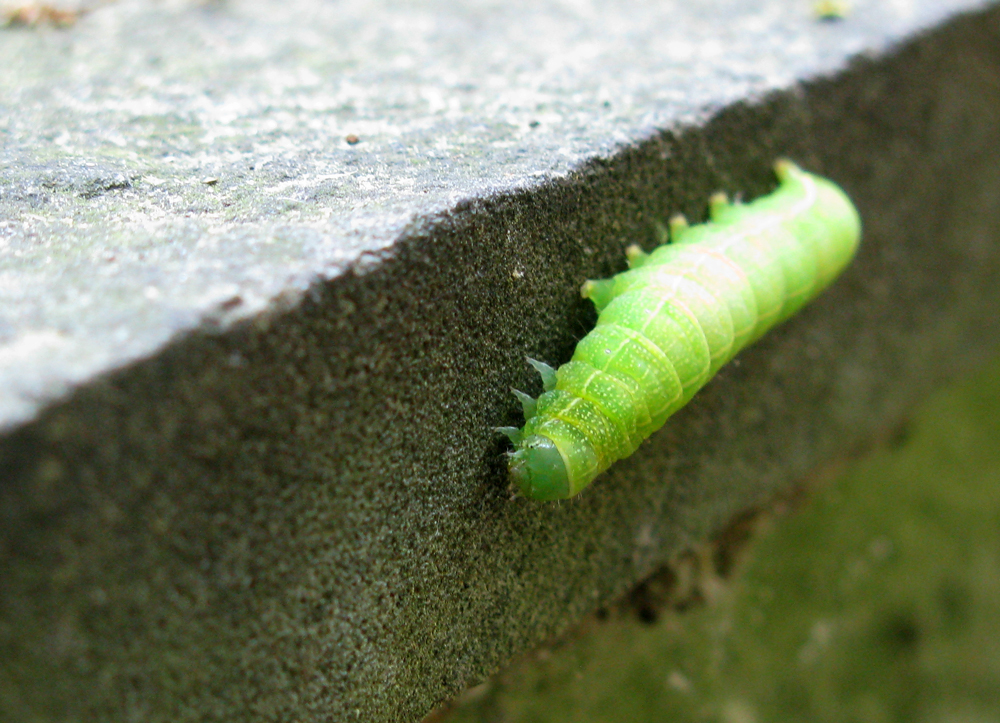 catepillar
