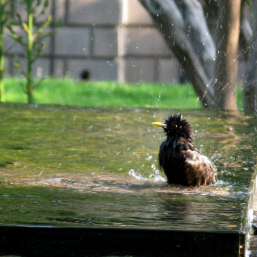 evening bath
