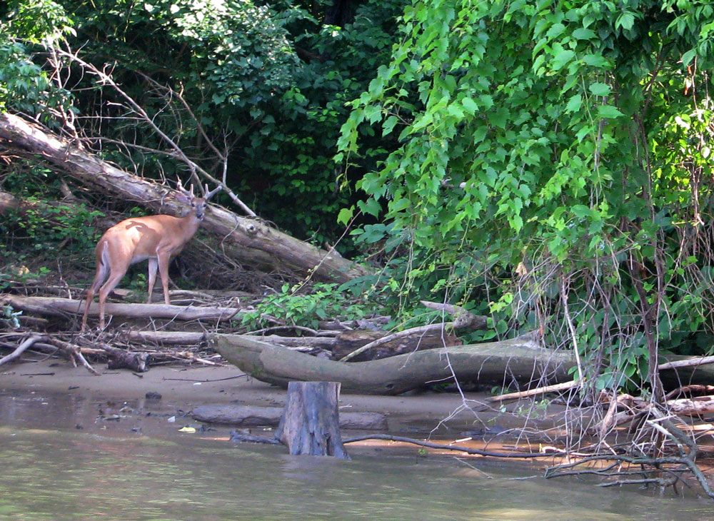 deer