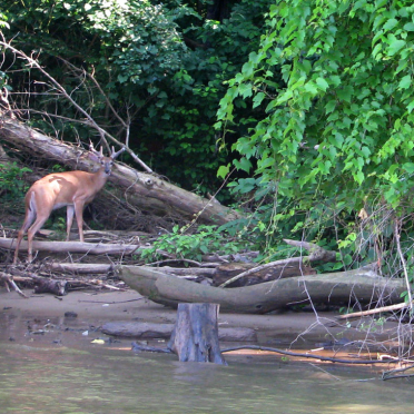 deer
