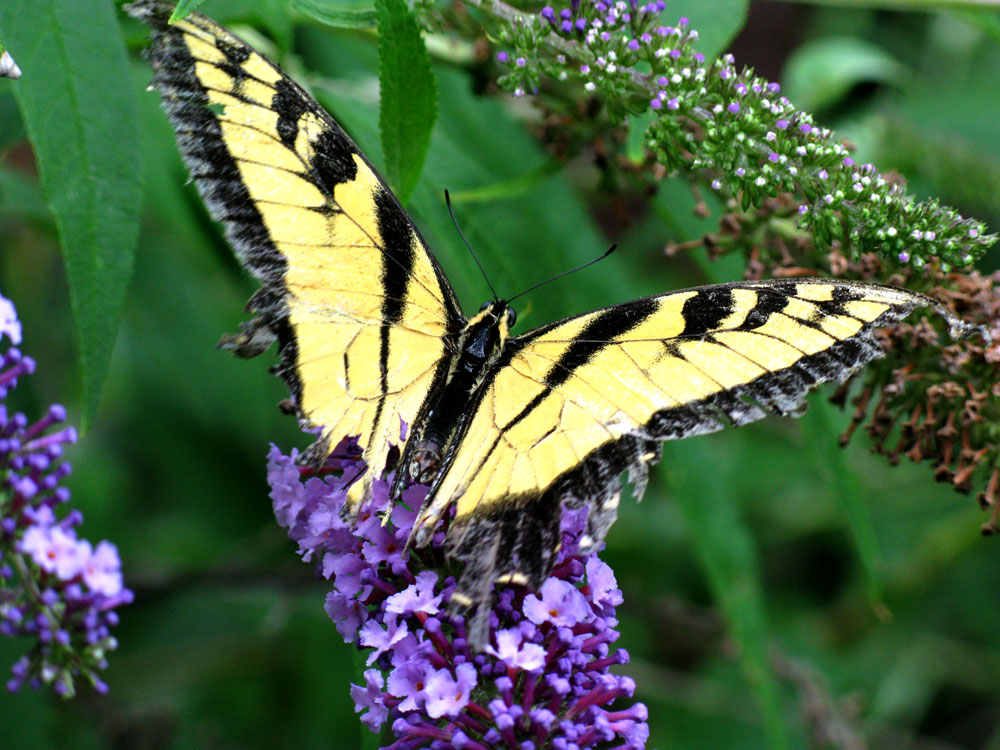 butterfly