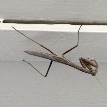 mantis