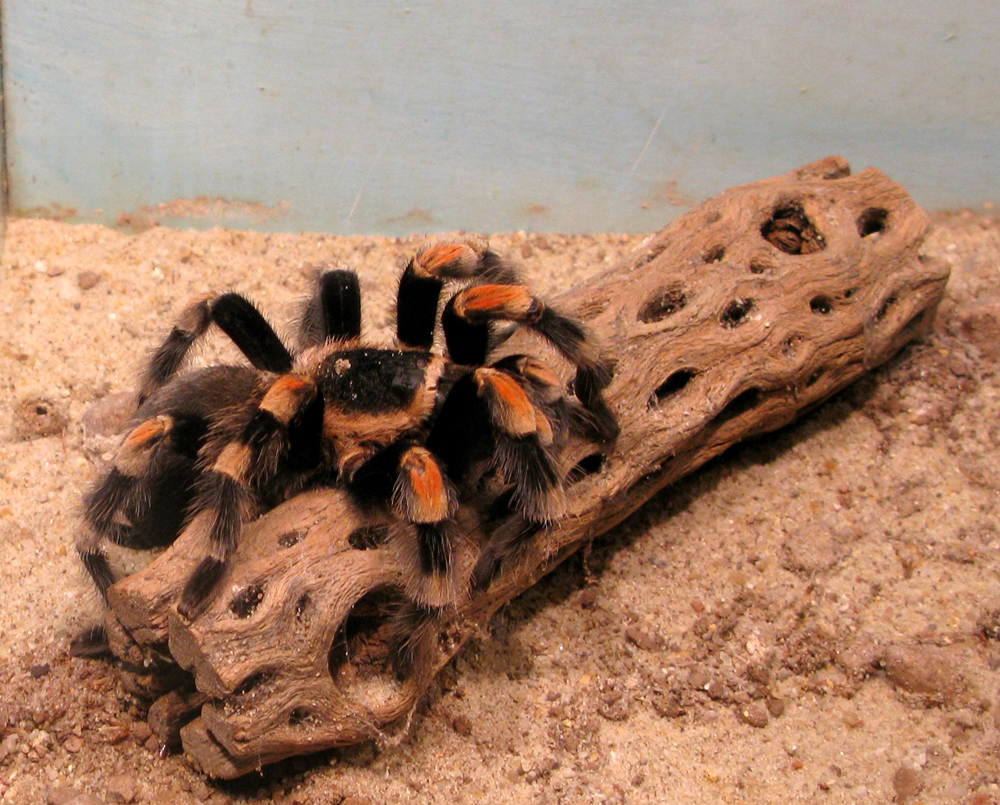 spider