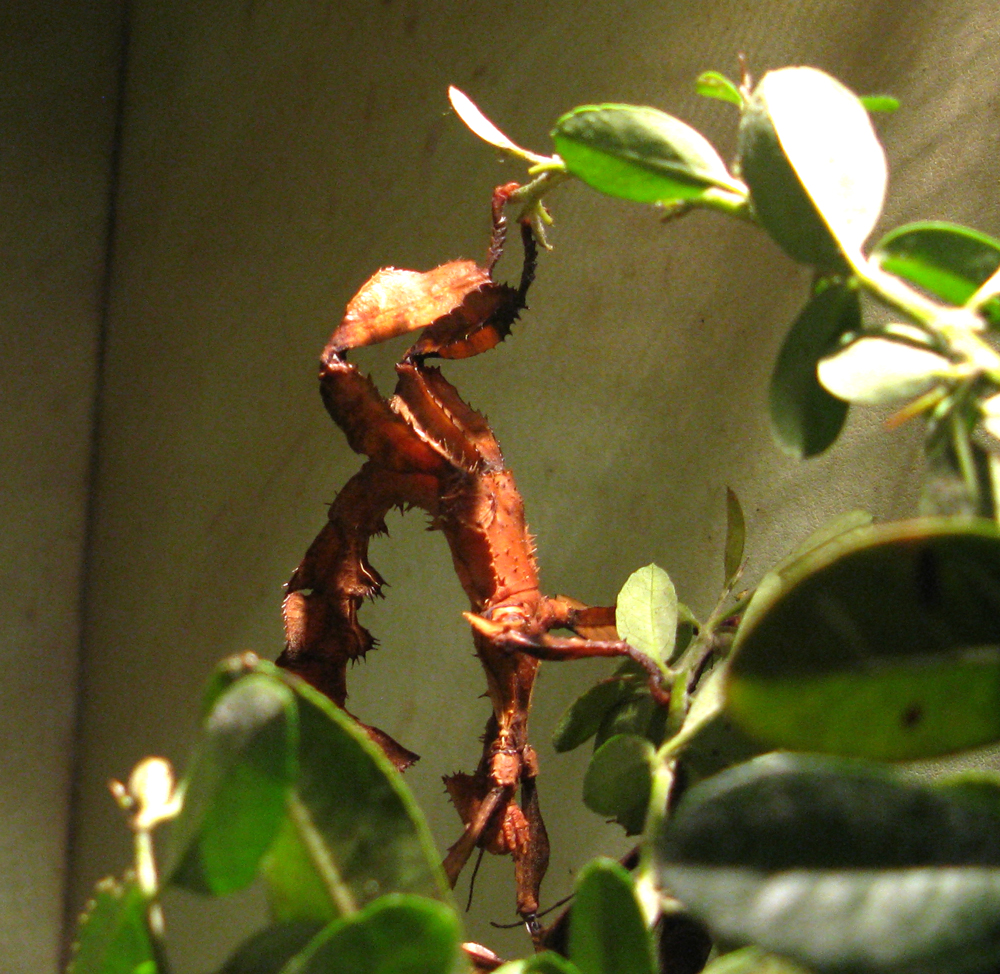 australian stick insect