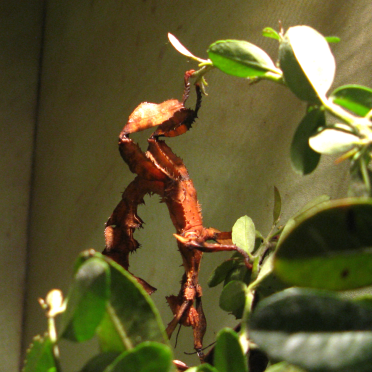 australian stick insect