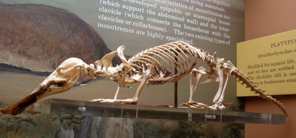 platypus