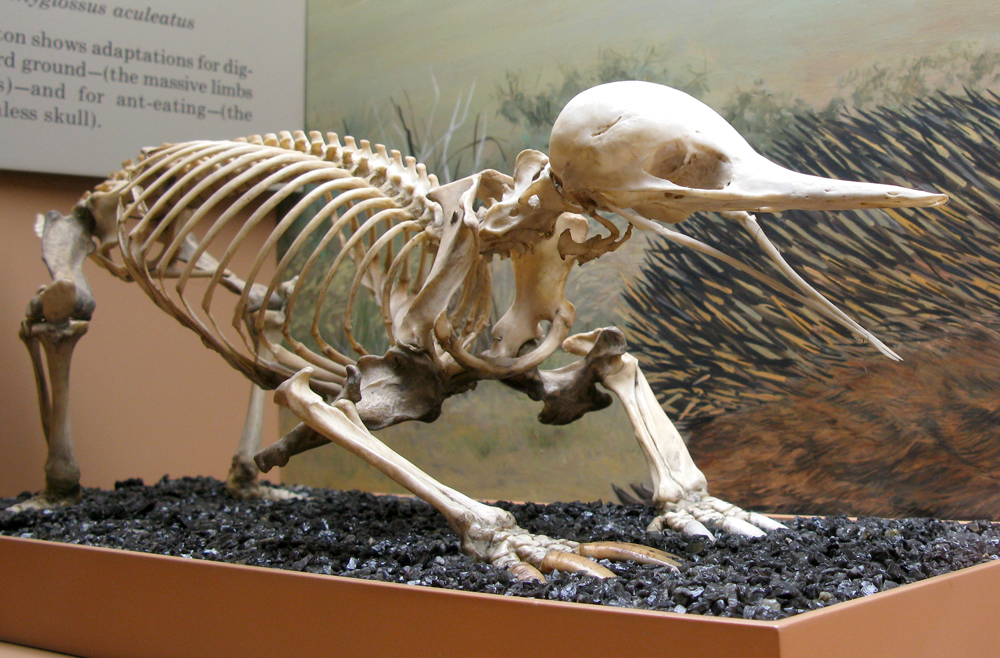 echidna