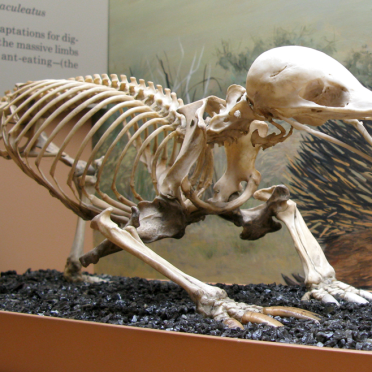 echidna