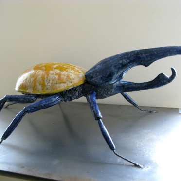 coleoptera