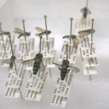crawlies