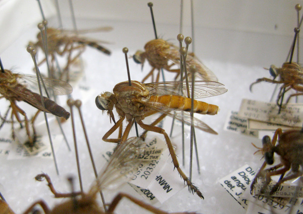 Entomology