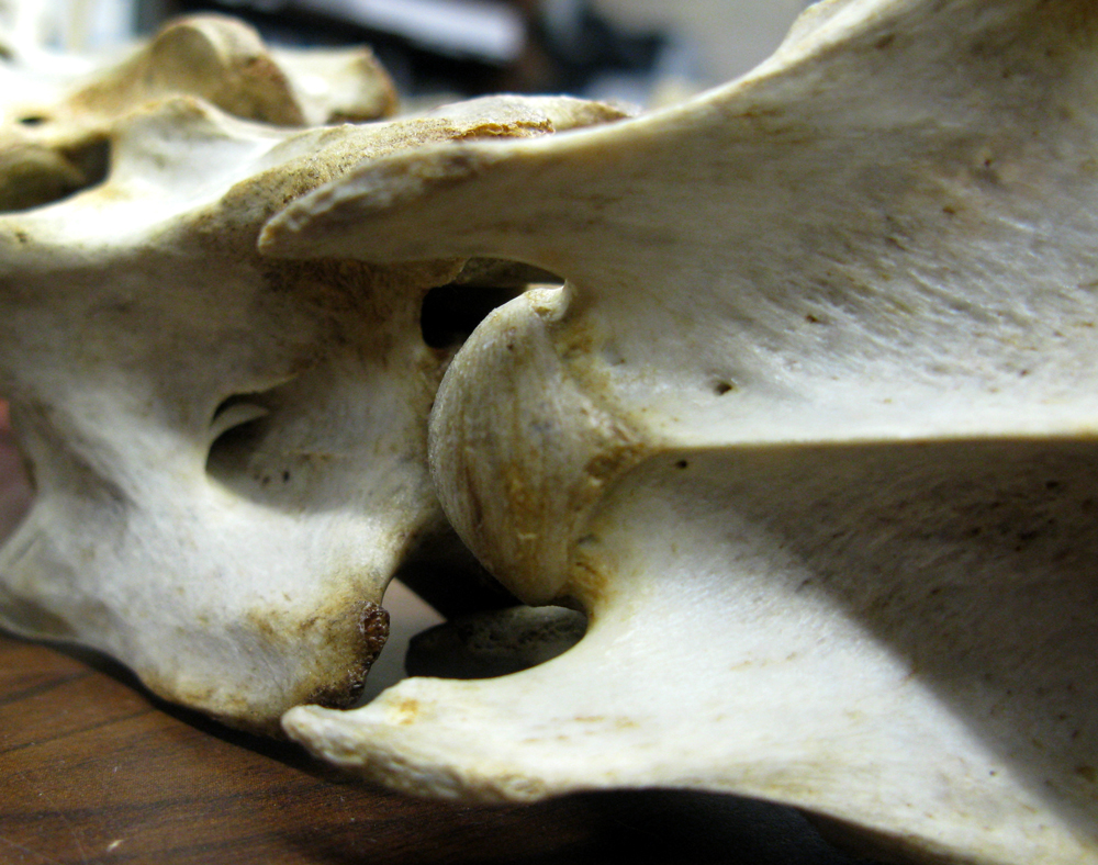 bones